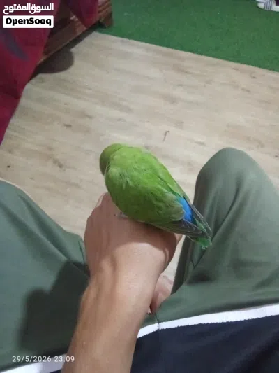 بركديلو انثايه ترويض منزلي ربي ايبارك 3