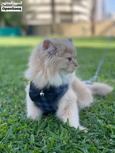 simba available now 4