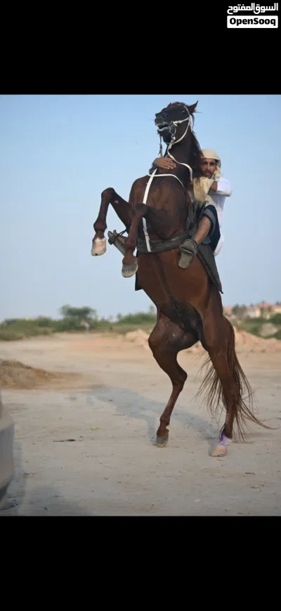 خيل عربي اصيل للبيع 4