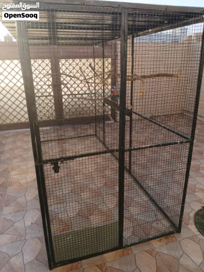 فقص في جيد و مناسب 3
