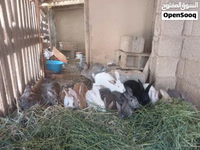 ارنب للبيع في السراج 2