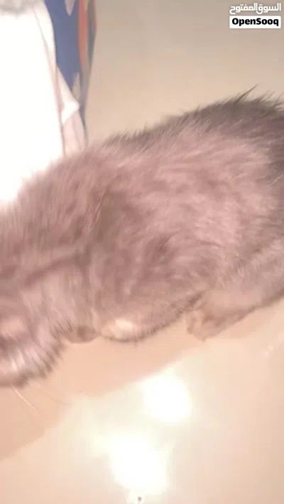 سنور شيرازي بيعه مستعجله 4