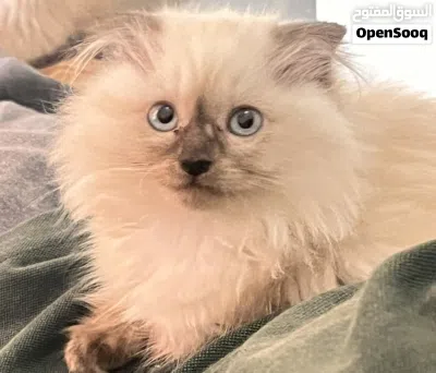 Himalayan kitten for sale 2