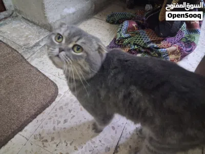 قط Scottish Fold سكوتش فولد 2