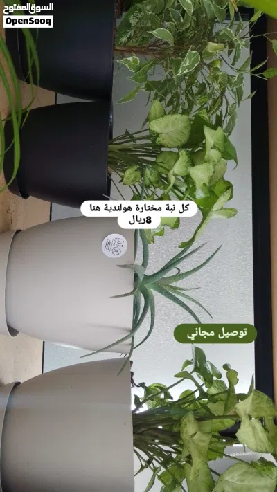 توصيل مجاني في موسم الصيف للنباتات والاصايص 2