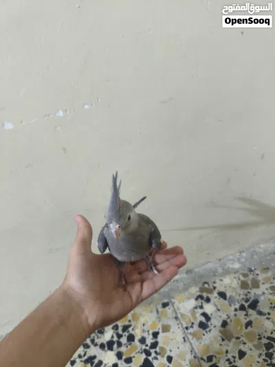كوكتيل الاليف انكليزي 4