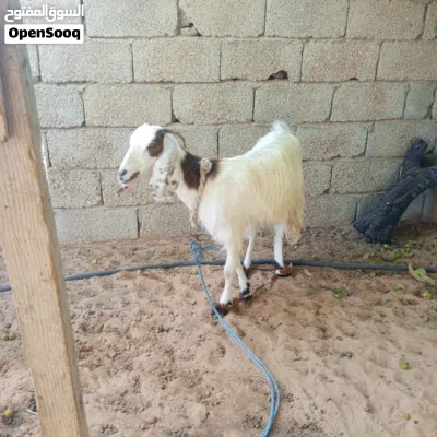عنز بسم الله مشاء الله 4