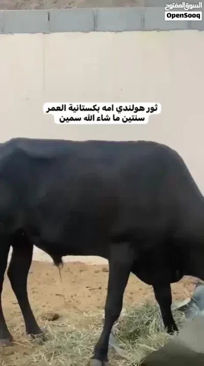 ثور هولندي 4