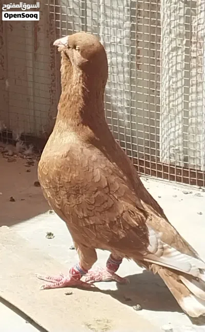3 فحول شكايلة للبيع 2