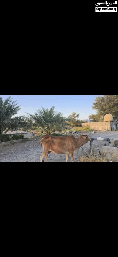 للبيع بقره عمانيه شوف الوصف 2