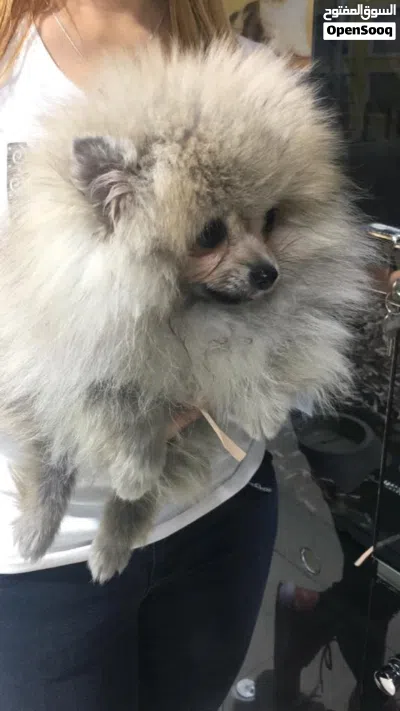 Cut Pomoranian 4 months old 3