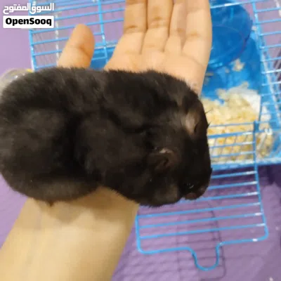 هامستر سوري انثى للبيع بكامل اغراضها 2
