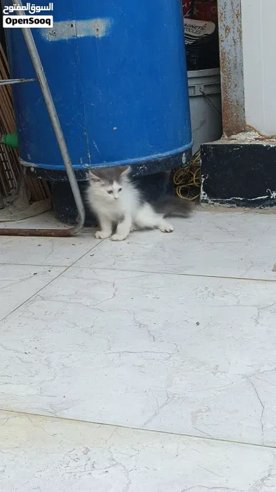 قط شيرازي عمر شهرين 3