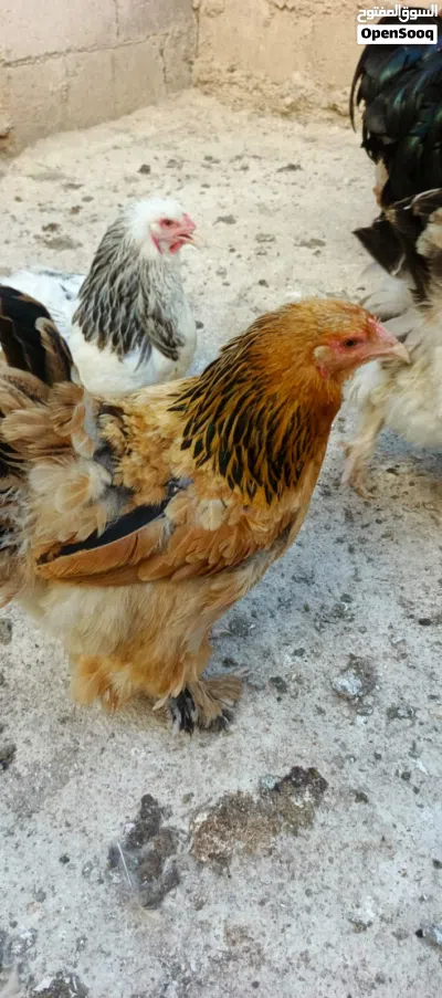 دجاج براهمي 4
