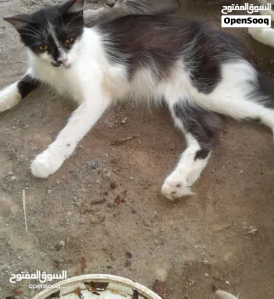 للبيع قطط شيرزيه 4