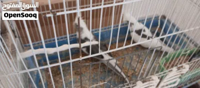 جوز كوكتيل عمالقة 2