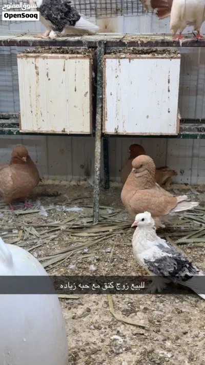 للبيع ازواج حمام زينه 2