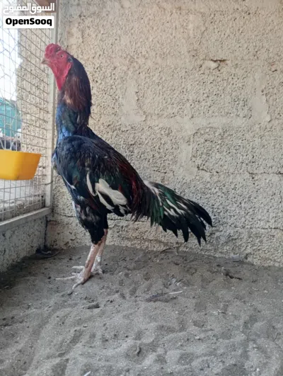 زوج باكستاني بنجابي اقرا الوصف 4