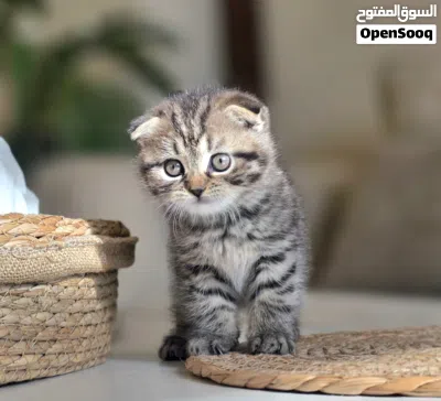 amazing cute Scottish fold short hair tabby 4