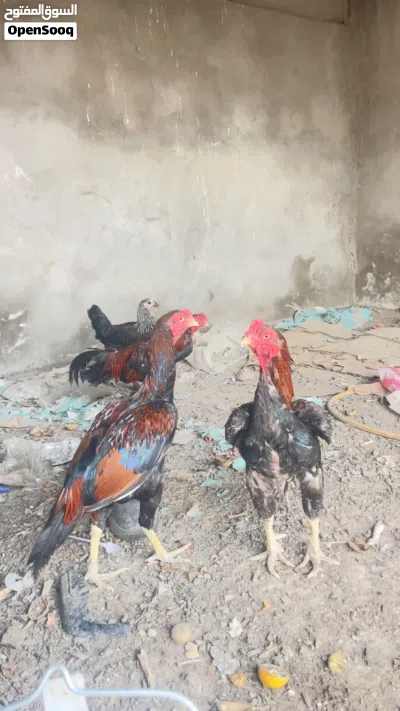 دجاج باكستاني للبيع 4