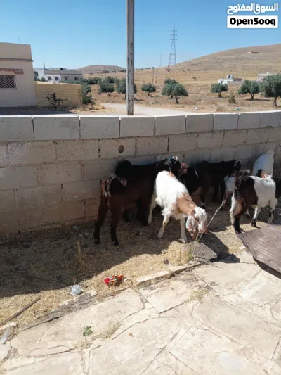 جدايه وصخال بصلاه على النبي 3