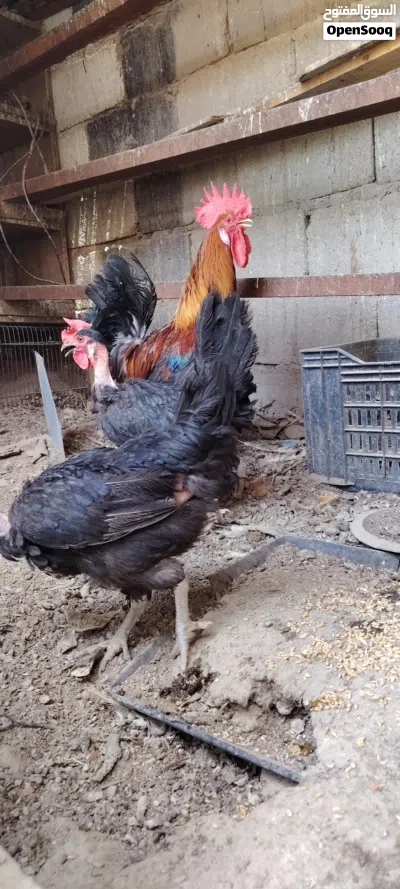 ديك شمسي ودجاجات اثنين سود امهات ركيبة للبيع 3