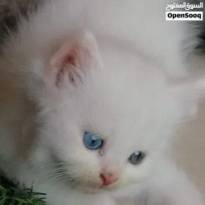 قطط للبيع بعيون زرق 4