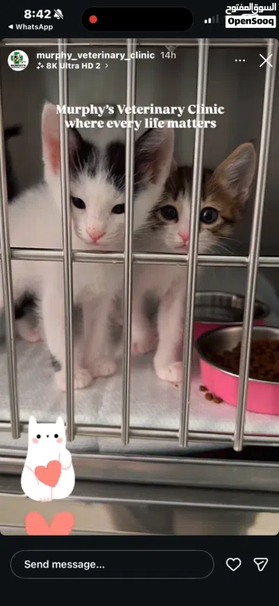 Kittens for adoption 4