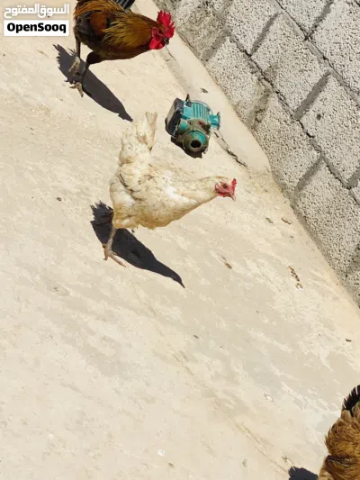 4 دجاجات و ديكين لاقوه الله بالله 2