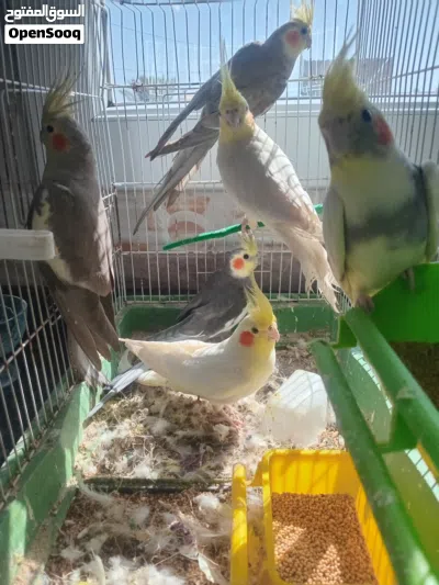 4 كوبيات كوكتيل سعرهم حررق كاش ولا تحويل عادي 2