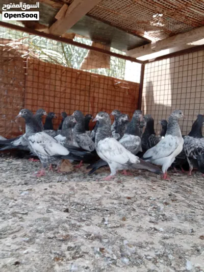 للبيع فروخ حمام باكستاني العدد 25 2