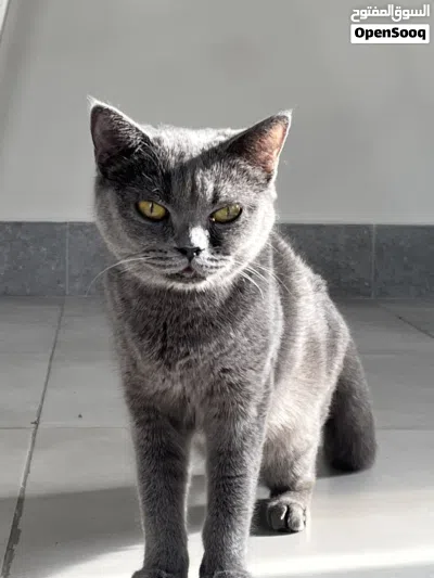 Grey Scottish Girl healthy 2