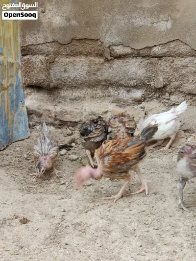 افراخ دجاج ابو ركيبة 3