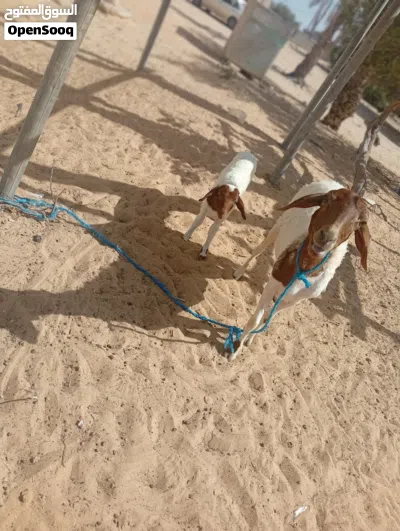 نعجه ربي يبارك سنه سداس 2