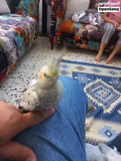 جبل اللويبدة او العبدلي 2