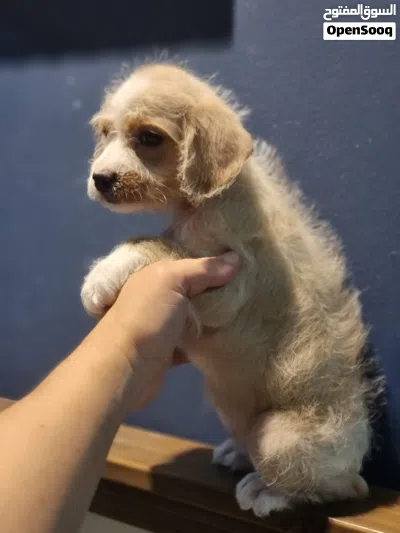 Beautiful healthy maltipoo 3