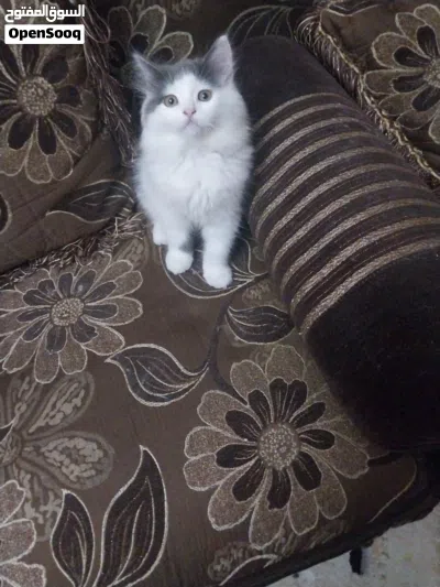 قط شيرازي بيور 2