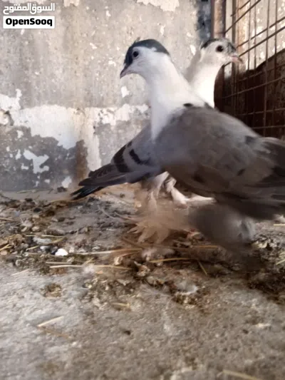 ثلاث الجواز افراخ شخاشله 3