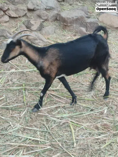 للبيع أغنام العدد 2 اقرا الوصف 3