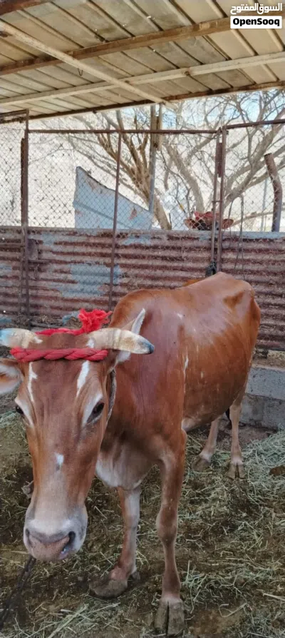 للبيع بقره عمانيه 4