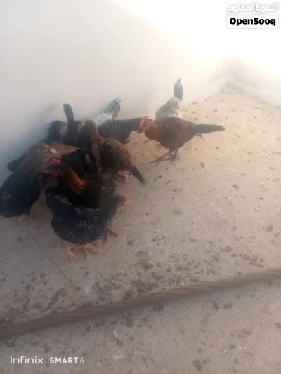 فرخات جاج عمر شهرين ونص اقرا النص عمان جاوا 4