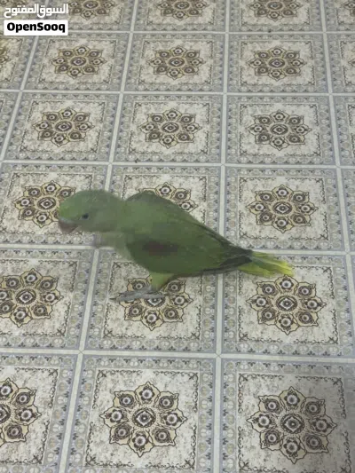 السلام عليكم متاح تك نيبالي وزوج دره سمائي اقره الوصف 2