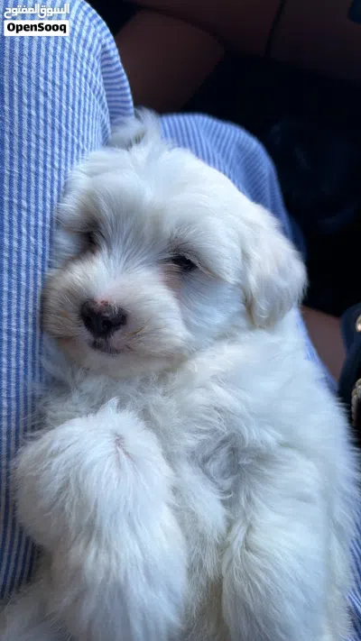 Maltese for sale 2