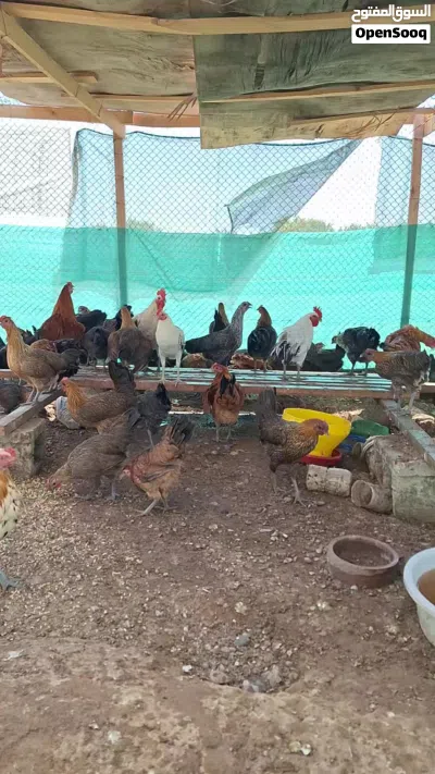 دخاخ محلي للبيع Chicken for sale 4
