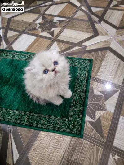 سكوتش وقطط دانو واقفه .في ذكر وفي أنثى .متعودين على لتر بوكس وبتاكل دراي فود عمرهم45يوم بعتذر من جما 3