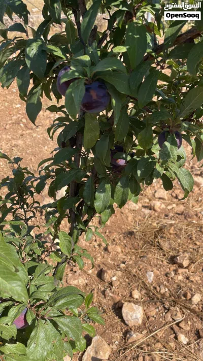 قطعه ارض ومزرعه ومسبح داخلي وبيت من طابقين 3