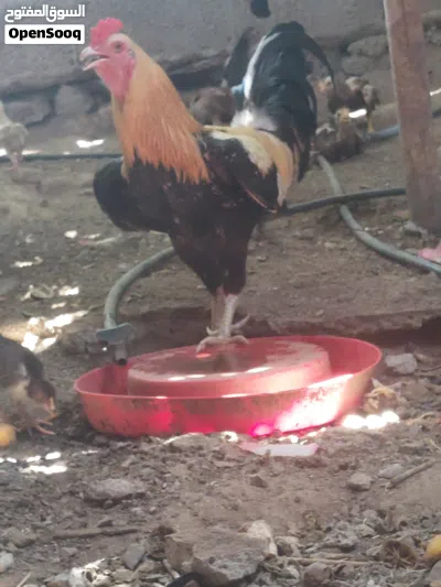طيور بكستانيه البيع العدد 30 4