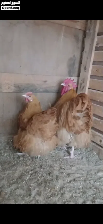 كوبيه كلاي الميرندا 2