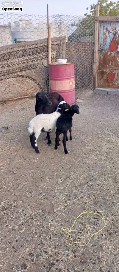 جاعده اللبيع 3