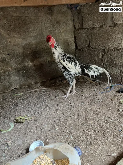 Pakistani Male Hen for sale 4